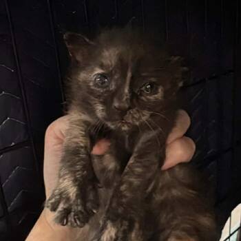 Bordelaise -  Domestic Short Hair Cat for Adoption in Williston, Florida - Bordelaise | PetCurious