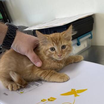 Elmer -  Domestic Medium Hair and Domestic Short Hair Cat for Adoption in Galax, Virginia - Elmer | PetCurious