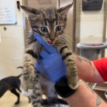 Aspen -  Domestic Short Hair Cat for Adoption in Birmingham, Alabama - Aspen | PetCurious