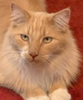 Maine Coon Cats Available for Adoption in Monrovia, California - Mango | PetCurious