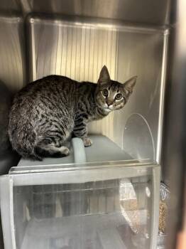 TRIPLE NUT CARAMEL -  Domestic Short Hair Cat for Adoption in Texas City, Texas - TRIPLE NUT CARAMEL | PetCurious