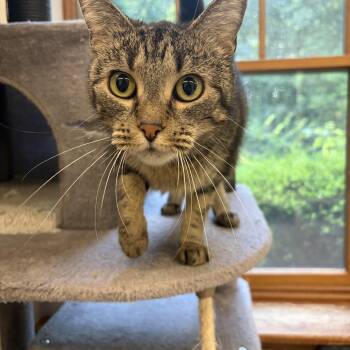 Peepers -  Domestic Short Hair Cat for Adoption in Peconic, New York - Peepers | PetCurious