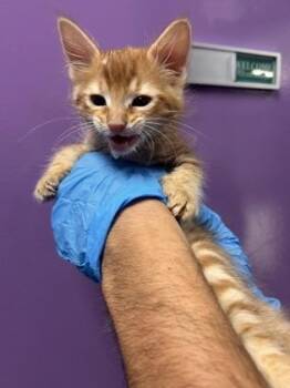 Domestic Short Hair Cats Available for Adoption in El Paso, Texas - 60867052 | PetCurious