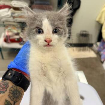 107443 -  Domestic Short Hair Cat Available for Adoption in Las Cruces, New Mexico - 107443 | PetCurious
