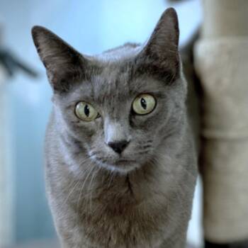 Domestic Short Hair Cats Available for Adoption - Flower | PetCurious