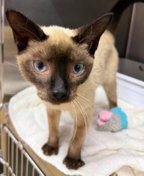 Sabrina -  Siamese Cat for Adoption in Lagrange, Indiana - Sabrina | PetCurious