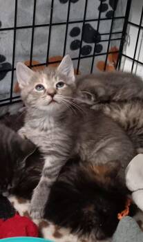 Rescue Domestic Short Hair Cats for Adoption in Bethpage, New York - Nova | PetCurious