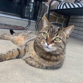 Luna (Courtesy posting) -  Domestic Short Hair Cat for Adoption in Guelph, Ontario - Luna (Courtesy Posting) | PetCurious