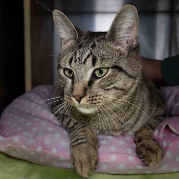 Domestic Short Hair Cats Available for Adoption - Covver | PetCurious