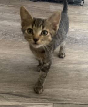 Clarissa Curtis -  Tabby and Domestic Short Hair Cat for Adoption in Chandler, Arizona - Clarissa Curtis | PetCurious