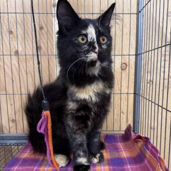 Nori -  Domestic Long Hair Cat for Adoption in Morris, Minnesota - Nori | PetCurious