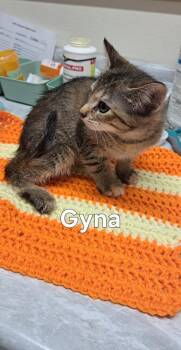 Gyna -  Domestic Short Hair Cat for Adoption in Plattsburgh, New York - Gyna | PetCurious