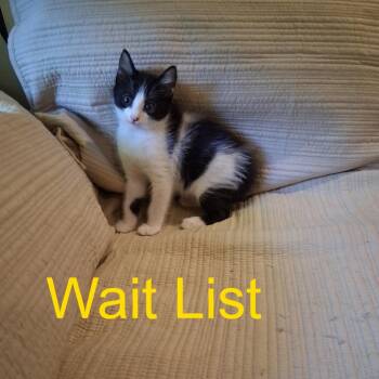 Scoobi -  Domestic Medium Hair Cat for Adoption in Livingston, Texas - Scoobi | PetCurious