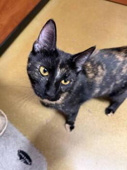 Domestic Short Hair Cats Available for Adoption in Hudson, New Hampshire - Trudy | PetCurious