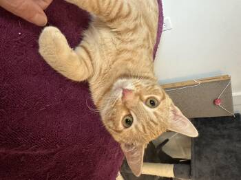 Rescue Tabby and Siamese Cats for Adoption in Alabaster, Alabama - O