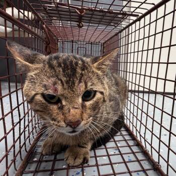 TUSC-Wildlife-84710 -  Domestic Short Hair Cat for Adoption in Tuscaloosa, Alabama - TUSC-Wildlife-84710 | PetCurious