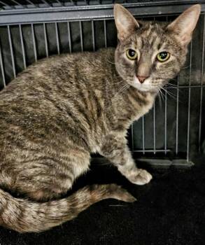 Domestic Short Hair Cats Available for Adoption in Littlestown, Pennsylvania - Aster | PetCurious