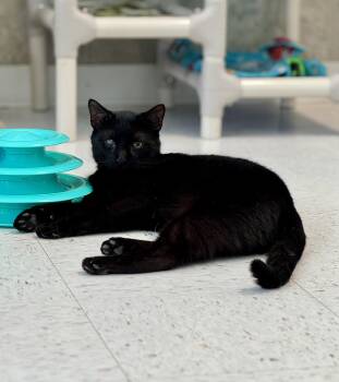 Domestic Short Hair Cats Available for Adoption in Dublin, Ohio - Arnold | PetCurious