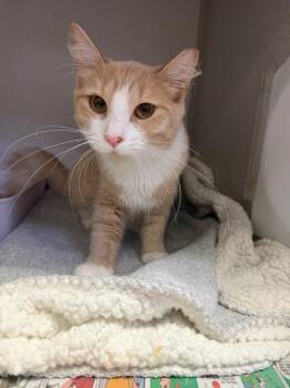 Giselle -  Domestic Medium Hair Cat for Adoption in Pottsville, Pennsylvania - Giselle | PetCurious