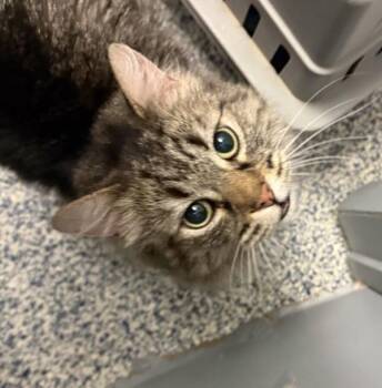 Tres Leches -  Domestic Long Hair Cat for Adoption in Golden, Colorado - Tres Leches | PetCurious