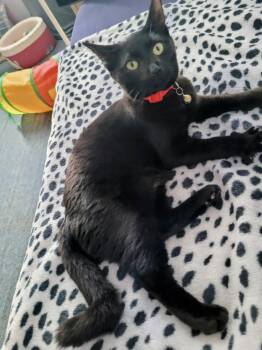 Rescue Domestic Short Hair Cats for Adoption in Honolulu, Hawaii - Kenda | PetCurious