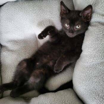 0826-144 Rosie -  Domestic Short Hair Cat for Adoption in Abingdon, Maryland - 0826-144 Rosie | PetCurious
