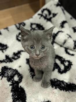 Nova -  Domestic Short Hair Cat for Adoption in Cumberland, Maryland - Nova | PetCurious