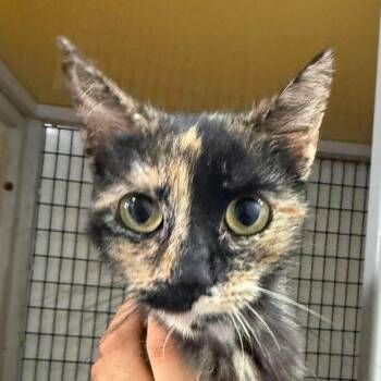 Espresso -  Domestic Short Hair Cat Available for Adoption in San Diego, California - Espresso | PetCurious