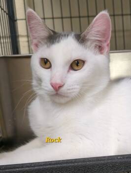 Rescue Domestic Short Hair Cats for Adoption in Cedar Rapids, Iowa - Rock | PetCurious