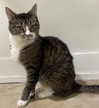 Rescue Domestic Short Hair Cats for Adoption in Chicago, Illinois - Sandokan -Wilco | PetCurious