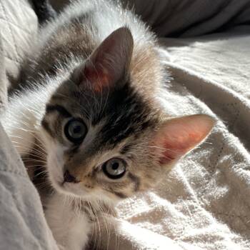 Rescue Domestic Short Hair Cats for Adoption in Johnson City, Tennessee - Octavian | PetCurious