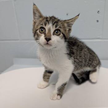 Domestic Short Hair Cats Available for Adoption in Indianapolis, Indiana - Tofu Cat | PetCurious
