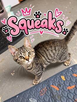 Squeaks -  Domestic Short Hair Cat for Adoption in Akron, Ohio - Squeaks | PetCurious