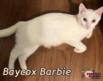 Baycox Barbie -  Domestic Short Hair Cat for Adoption in Douglasville, Georgia - Baycox Barbie | PetCurious