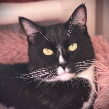 Rescue Domestic Short Hair Cats for Adoption in Amsterdam, New York - Sneakers | PetCurious