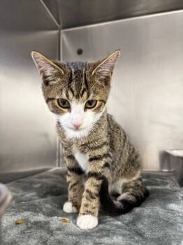 Rescue Domestic Short Hair Cats for Adoption in Murray, Kentucky - Wanton | PetCurious