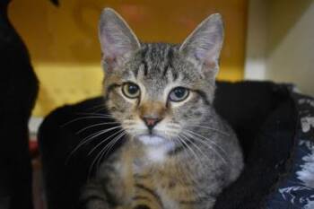 Mort -  Domestic Short Hair Cat for Adoption in Kansas City, Missouri - Mort | PetCurious