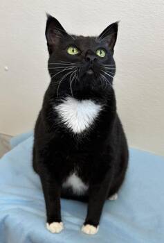 Domestic Short Hair Cats Available for Adoption in Venice, Florida - Pepe | PetCurious