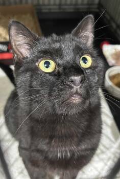 Rescue Domestic Short Hair Cats for Adoption in Westfield, Massachusetts - Bailey | PetCurious