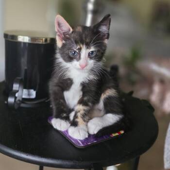 Kim -  Domestic Short Hair Cat for Adoption in Bradenton, Florida - Kim | PetCurious