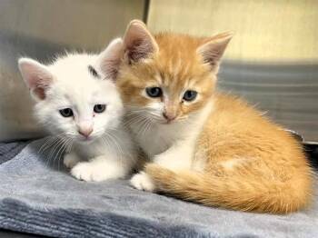 DENVER -  Domestic Short Hair Cat for Adoption in Tustin, California - DENVER | PetCurious