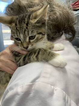 Rescue Domestic Short Hair Cats for Adoption in Rustburg, Virginia - Twix - At Shelter | PetCurious