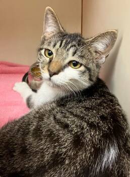 Domestic Short Hair Cats Available for Adoption - Bunsen | PetCurious