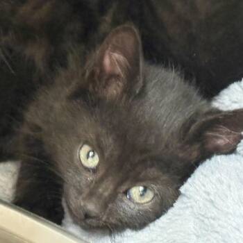 Kit -  Domestic Short Hair Cat for Adoption in Chehalis, Washington - Kit | PetCurious