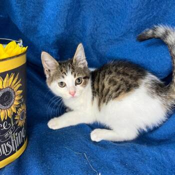 Charlie -  Norwegian Forest Cat and Domestic Short Hair Cat for Adoption in Mount Vernon, Illinois - Charlie | PetCurious