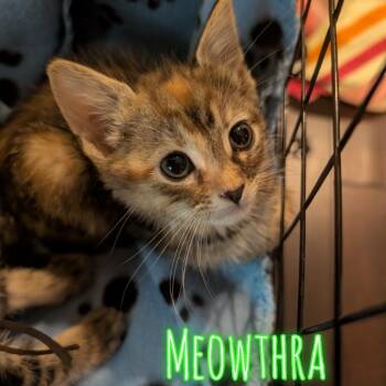 Meowthra -  Domestic Short Hair Cat for Adoption in Westminster, California - Meowthra | PetCurious
