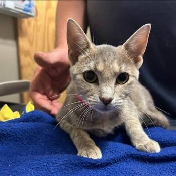 Bell -  Domestic Short Hair Cat for Adoption in Knoxville, Tennessee - Bell | PetCurious