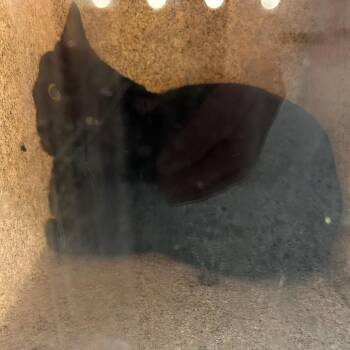 Marz -  Domestic Short Hair Cat for Adoption in Carlyle, Illinois - Marz | PetCurious