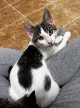 Shroom -  Domestic Short Hair Cat for Adoption in Scranton, Pennsylvania - Shroom | PetCurious