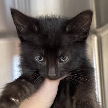 Fuji -  Domestic Short Hair Cat for Adoption in Naperville, Illinois - Fuji | PetCurious